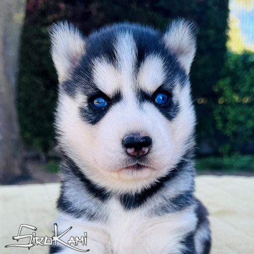 husky con ojos azules ohana del sirokami 2
