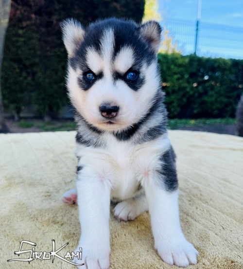 husky con ojos azules ohana del sirokami 3