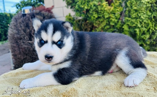 husky con ojos azules ohana del sirokami 4