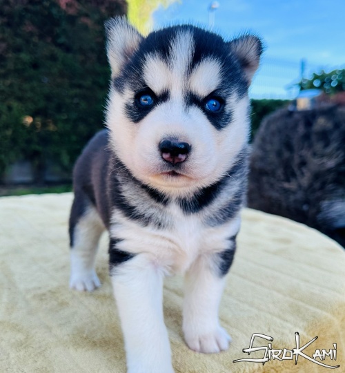husky con ojos azules ohana del sirokami 5