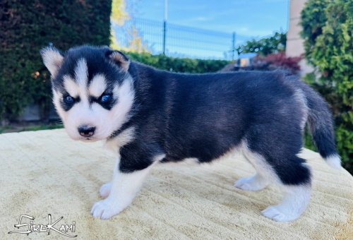 husky con ojos azules ohana del sirokami 6