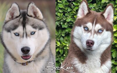 Camada Cachorros Husky Siberiano [Meteor & Suzuka]