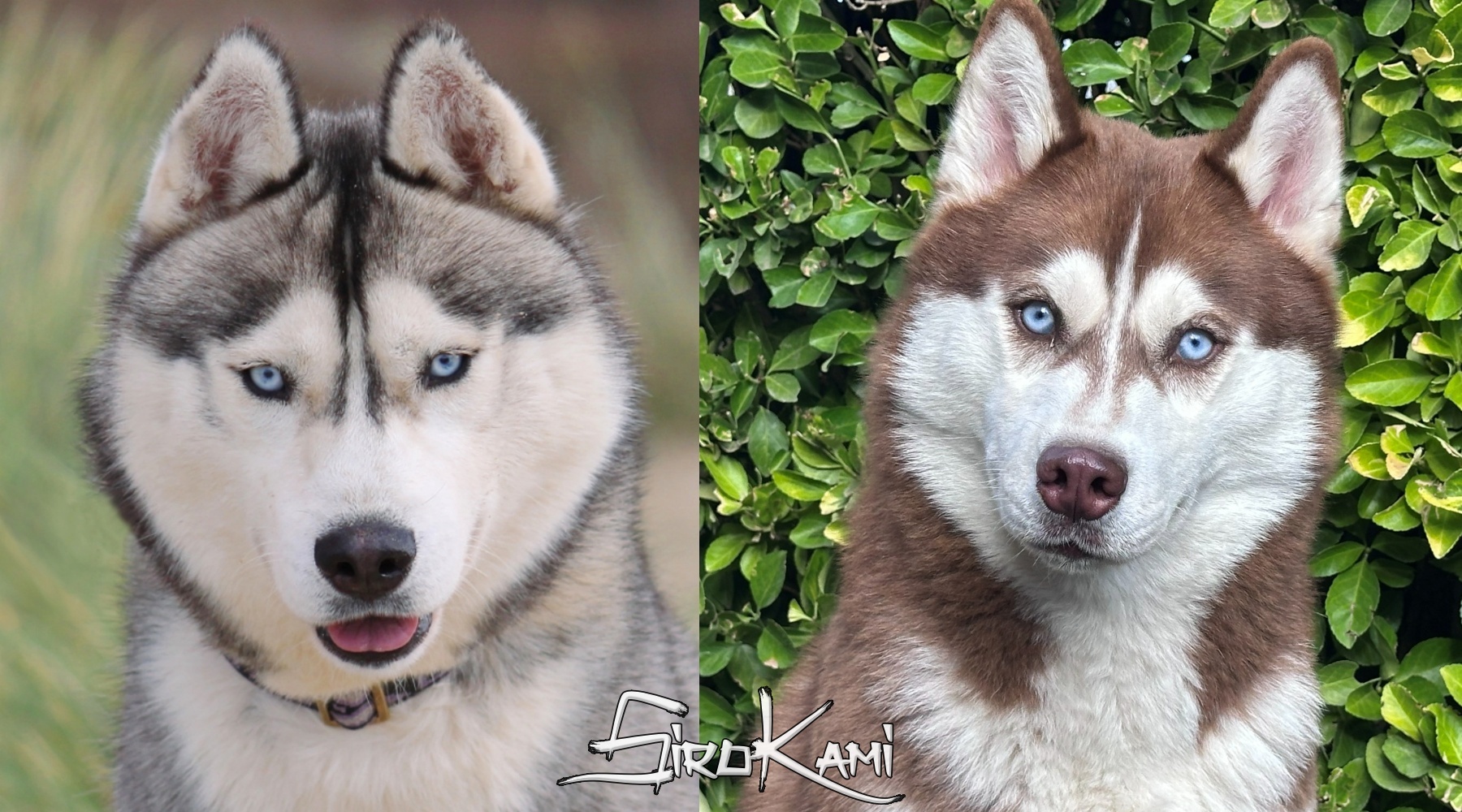 Camada Cachorros Husky Siberiano